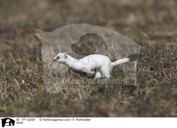 stoat / FF-12200