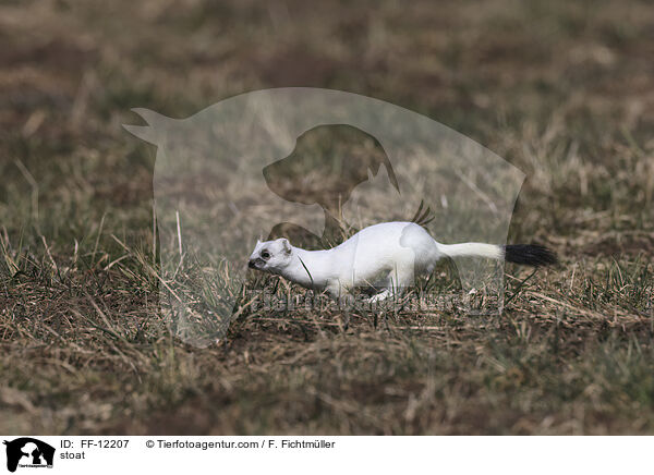 stoat / FF-12207