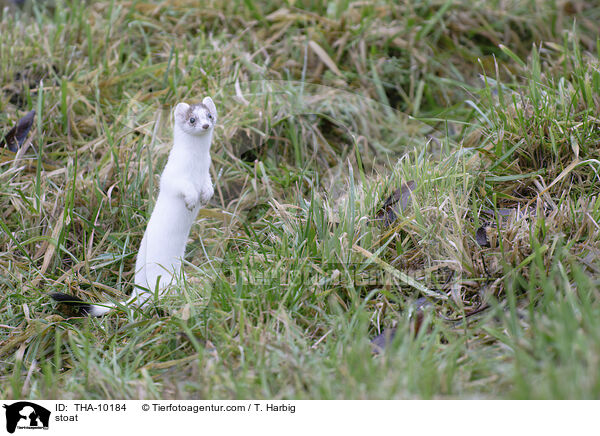 stoat / THA-10184