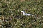 stoat