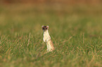 stoat