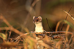 stoat