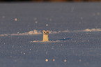 stoat