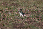 ermine