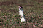 ermine