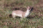 ermine