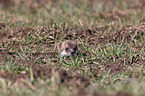 ermine