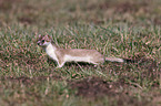 ermine