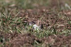 ermine