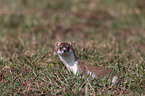 ermine