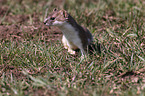 ermine