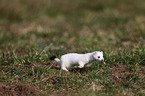 ermine