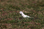 ermine