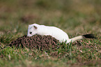 ermine