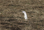 stoat