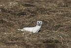 stoat