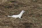 stoat