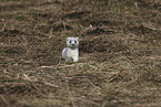 stoat