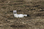 stoat
