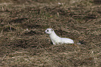 stoat