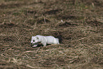 stoat