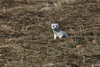 stoat