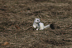 stoat