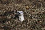 stoat