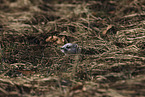 stoat
