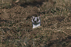 stoat