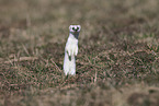 stoat
