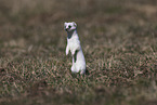 stoat