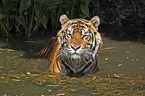 Sumatran tiger