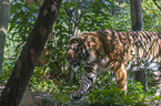 Sumatran Tiger