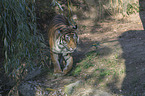 Sumatran Tiger
