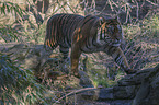 walking Sumatran Tiger