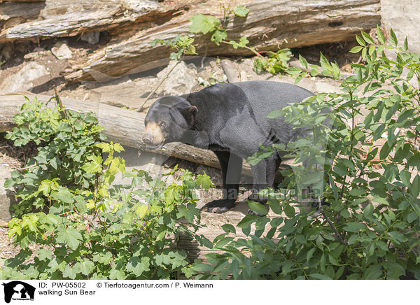 laufender Malaienbr / walking Sun Bear / PW-05502