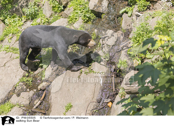 laufender Malaienbr / walking Sun Bear / PW-05505