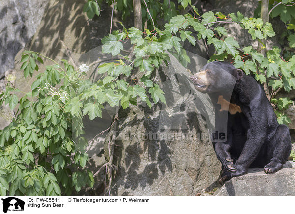 sitzender Malaienbr / sitting Sun Bear / PW-05511