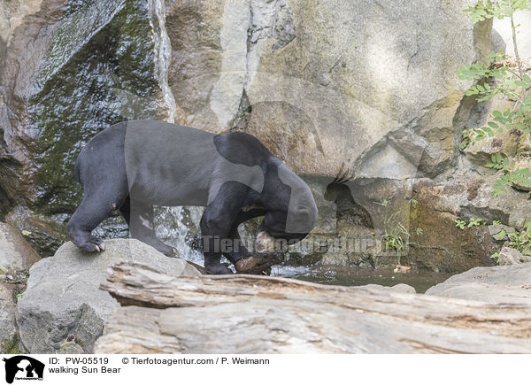 laufender Malaienbr / walking Sun Bear / PW-05519