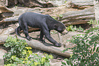 walking Sun Bear