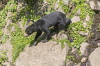 walking Sun Bear