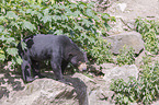 walking Sun Bear