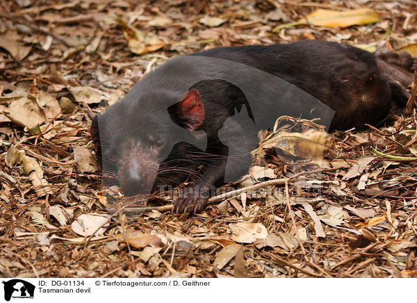 Tasmanischer Teufel / Tasmanian devil / DG-01134