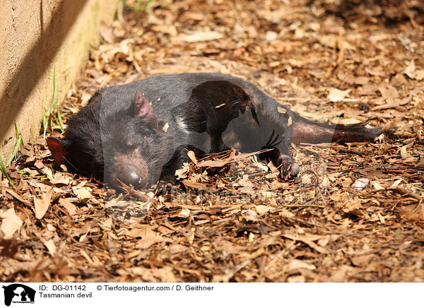 Tasmanischer Teufel / Tasmanian devil / DG-01142