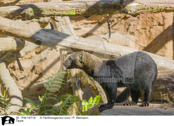 Tayra / Tayra / PW-16719