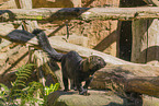 Tayra