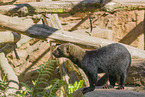 Tayra