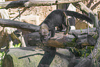 Tayra