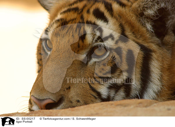 tiger Portrait / SS-00217